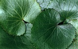 1680 꽃 녹색 잎 배경 벽지 (5) #4