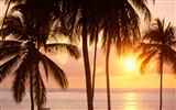 Palm tree sunset wallpaper (1) #6