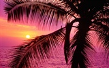 Palm tree sunset wallpaper (1) #15