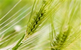 Wheat wallpaper (3) #1