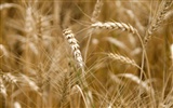 Wheat wallpaper (3) #2