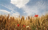 Wheat wallpaper (3) #4