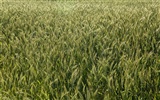 Wheat wallpaper (3) #7