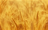 Wheat wallpaper (3) #8