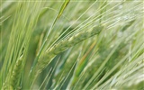 Fond d'écran du blé (3) #9