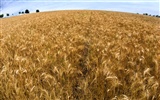 Pšenice tapety (3) #12