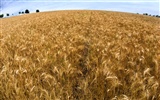 Wheat wallpaper (3) #12