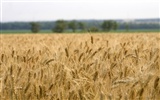 Fond d'écran du blé (3) #13