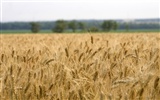 Wheat wallpaper (3) #13