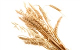 Wheat wallpaper (3) #15