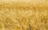 Fond d'écran du blé (3) #16