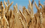 Wheat wallpaper (3) #17