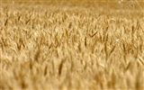 Wheat wallpaper (3) #18