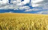 Wheat wallpaper (3) #19