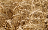 Wheat wallpaper (4) #2