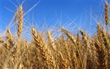 Wheat wallpaper (4) #3