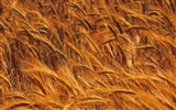 Wheat wallpaper (4) #4