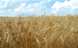 Wheat wallpaper (4) #5