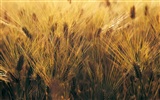 Wheat wallpaper (4) #7