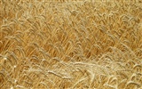 Wheat wallpaper (4) #8