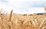 Wheat wallpaper (4) #11