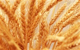 Wheat wallpaper (4) #13