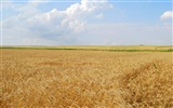 Wheat wallpaper (4) #14