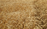 Wheat wallpaper (4) #15