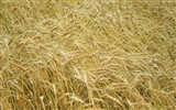 Wheat wallpaper (4) #17