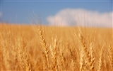 Wheat wallpaper (4) #18