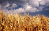 Wheat wallpaper (4) #20