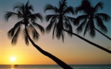 Fond d'écran Palm arbre coucher de soleil (2) #2