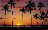 Palm tree sunset wallpaper (2) #4