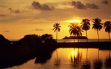 Fond d'écran Palm arbre coucher de soleil (2) #5