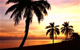 Palm tree sunset wallpaper (2) #7