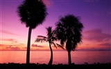 Palm tree sunset wallpaper (2) #8