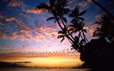 Palm tree sunset wallpaper (2) #9