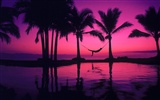 Fond d'écran Palm arbre coucher de soleil (2) #10