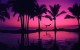 Palm tree sunset wallpaper (2) #10