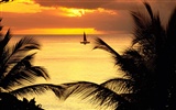 Fond d'écran Palm arbre coucher de soleil (2) #13