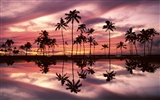 Palm tree sunset wallpaper (2) #16