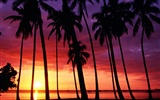 Fond d'écran Palm arbre coucher de soleil (2) #20