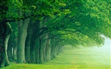 Plant trees wallpaper (1) #2