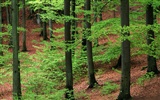 Planter des arbres fonds d'écran (2) #11