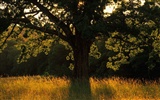 Planter des arbres fonds d'écran (2) #14