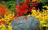 Planter des arbres fonds d'écran (2) #16