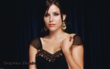 Sophia Bush krásnou tapetu #5