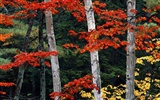 Planter des arbres fonds d'écran (3) #6