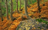 Planter des arbres fonds d'écran (3) #7