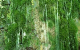 Waterfall-Streams Wallpaper (2) #19